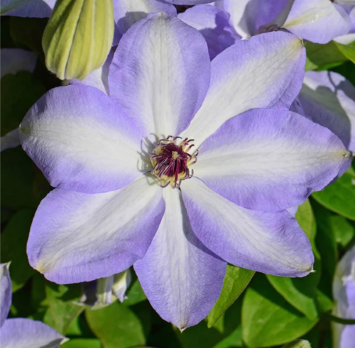 Квіти клематису з пелюстками сніжно-білого кольору і блакитною облямівкою